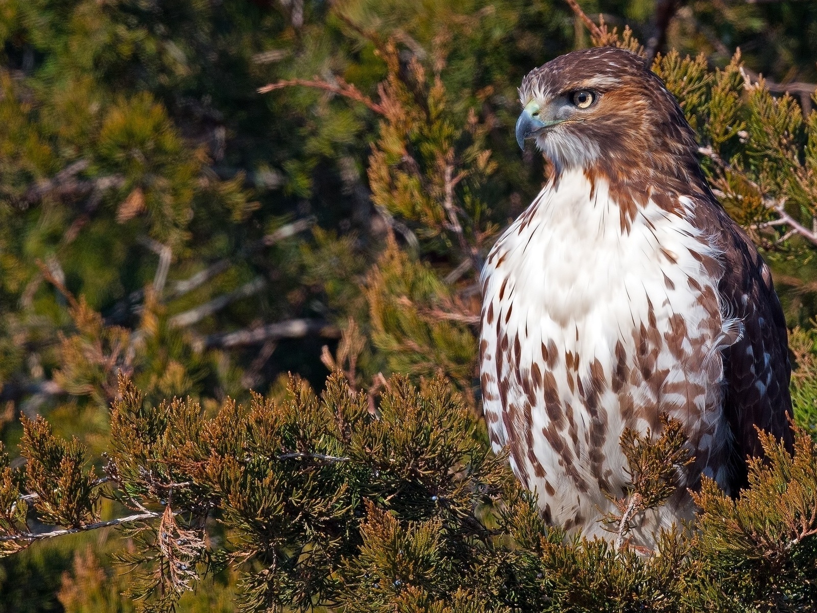 , , red-tailed, hawk, 