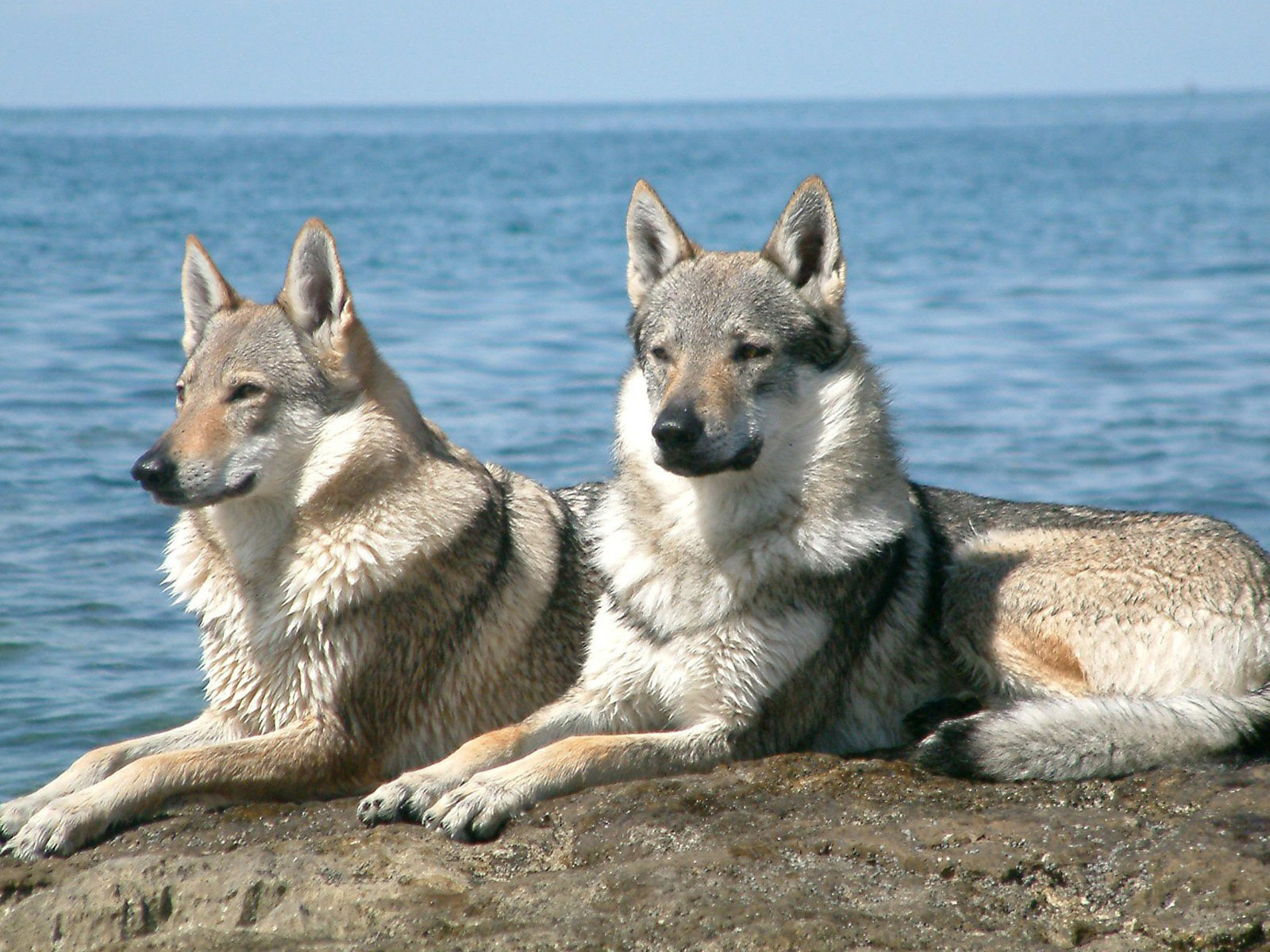 wolves, sitting, couple, water, rock, , , , 