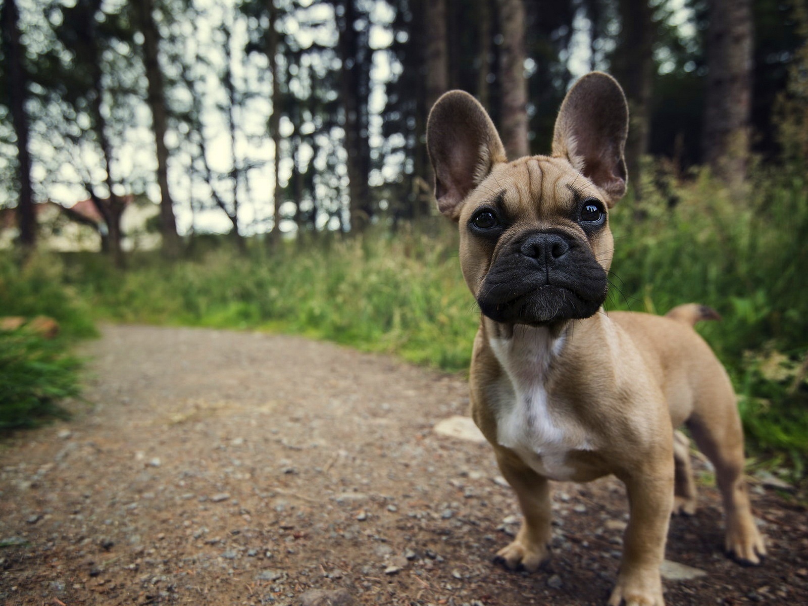 french, bulldog, path, forest, , , , , 