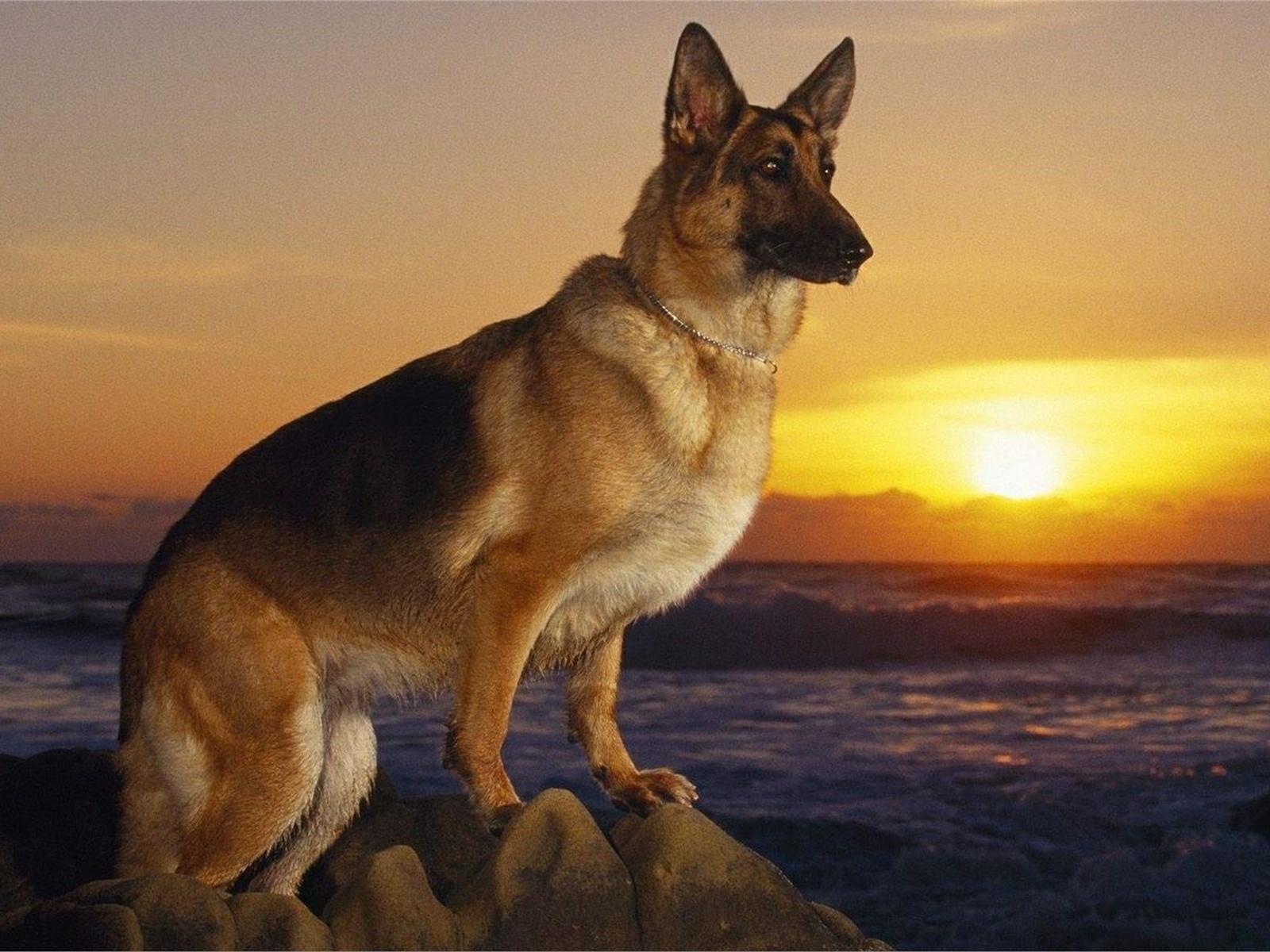 german shepherd dog, sunset, posture, cute, , , , , 