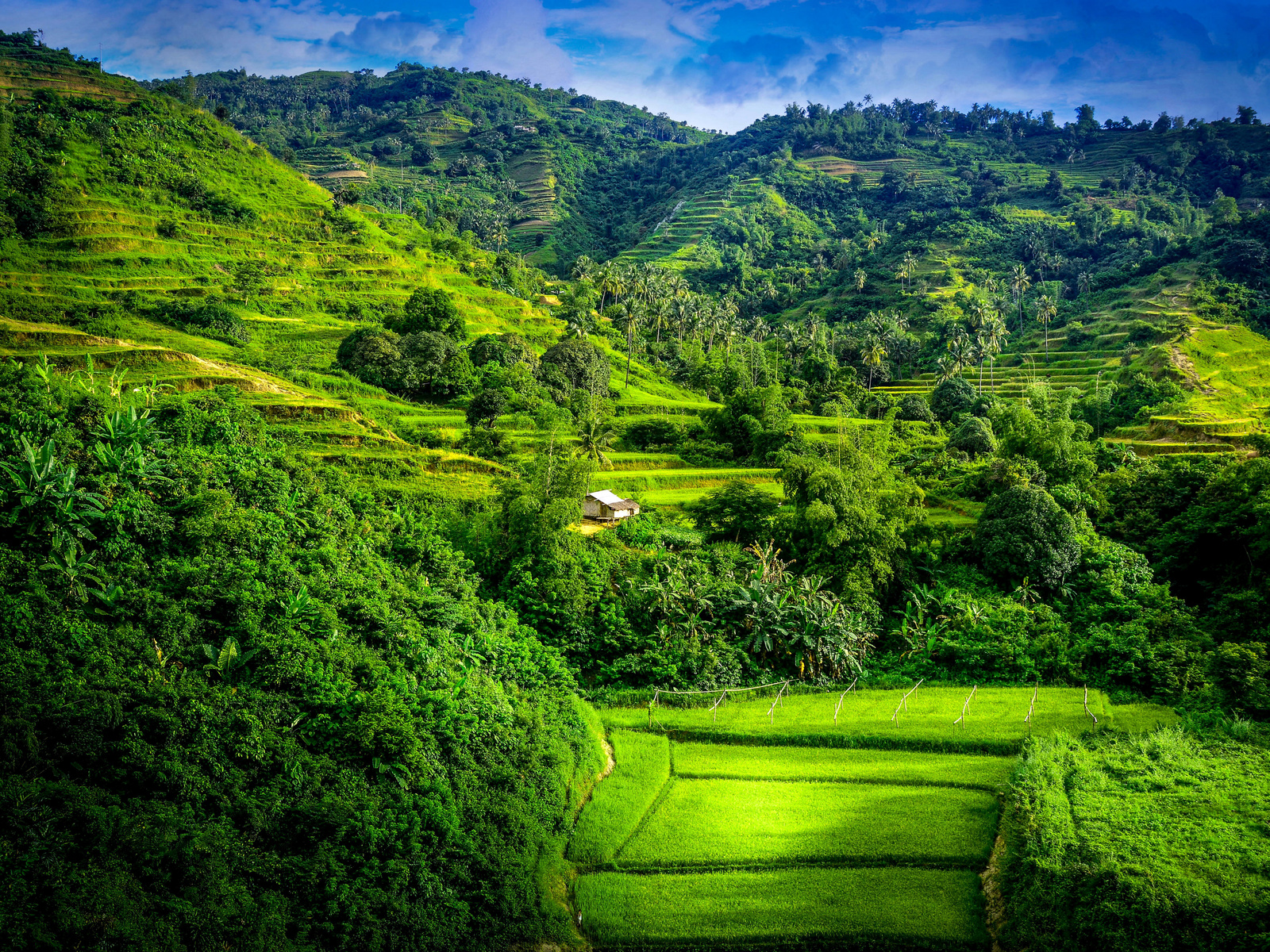 hills, trees, forest, green, natural