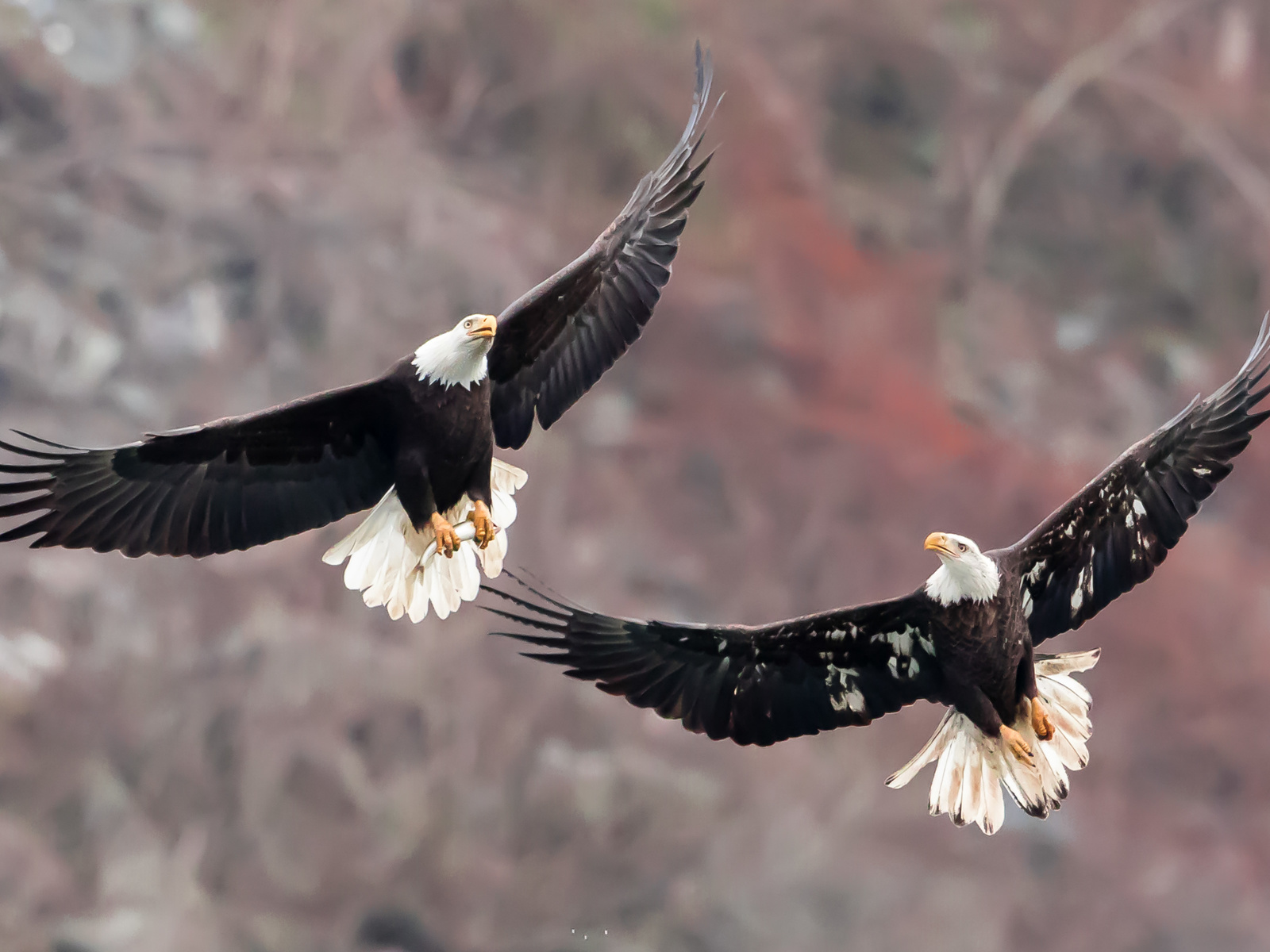 bald eagles, , , , , 