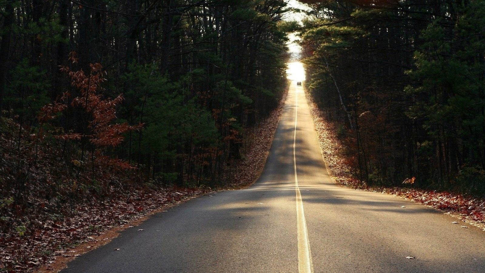 road, car, forest, tree