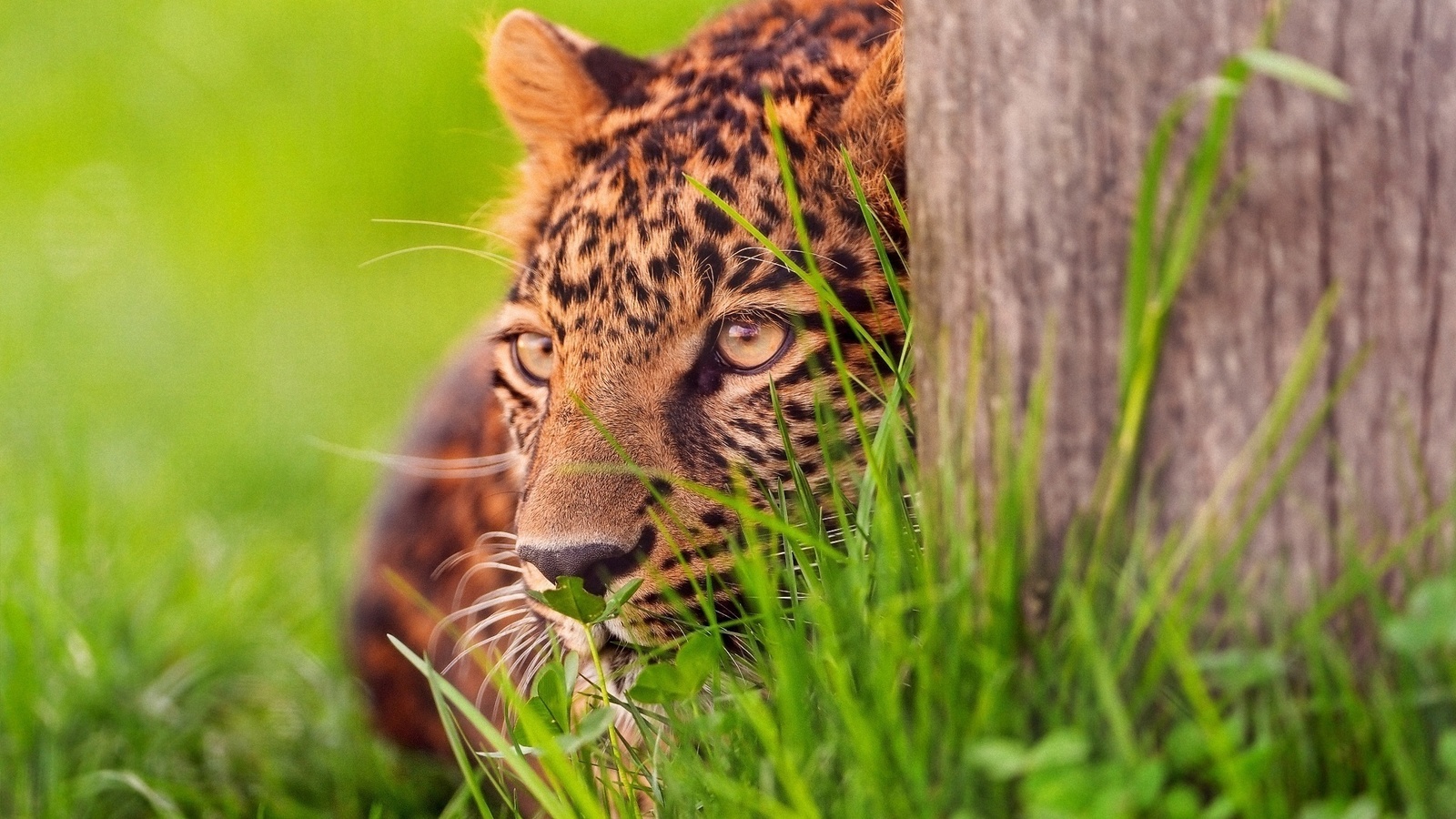 feline, eyes, grass, tree, , , , 