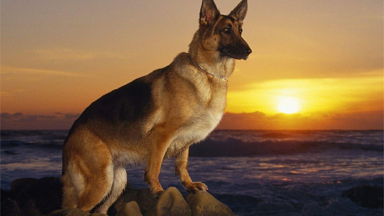 german shepherd dog, sunset, posture, cute, , , , , 