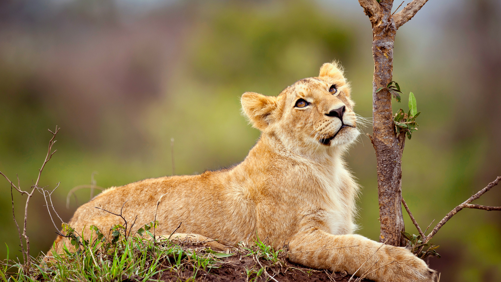 cub, lion, tree, hunting