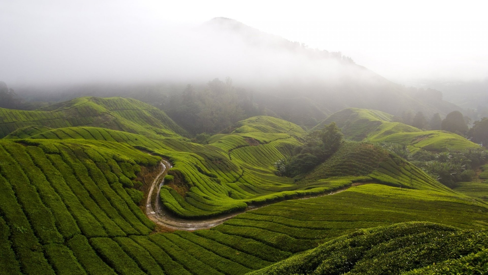 fog, hills, mountains, grass, ,,