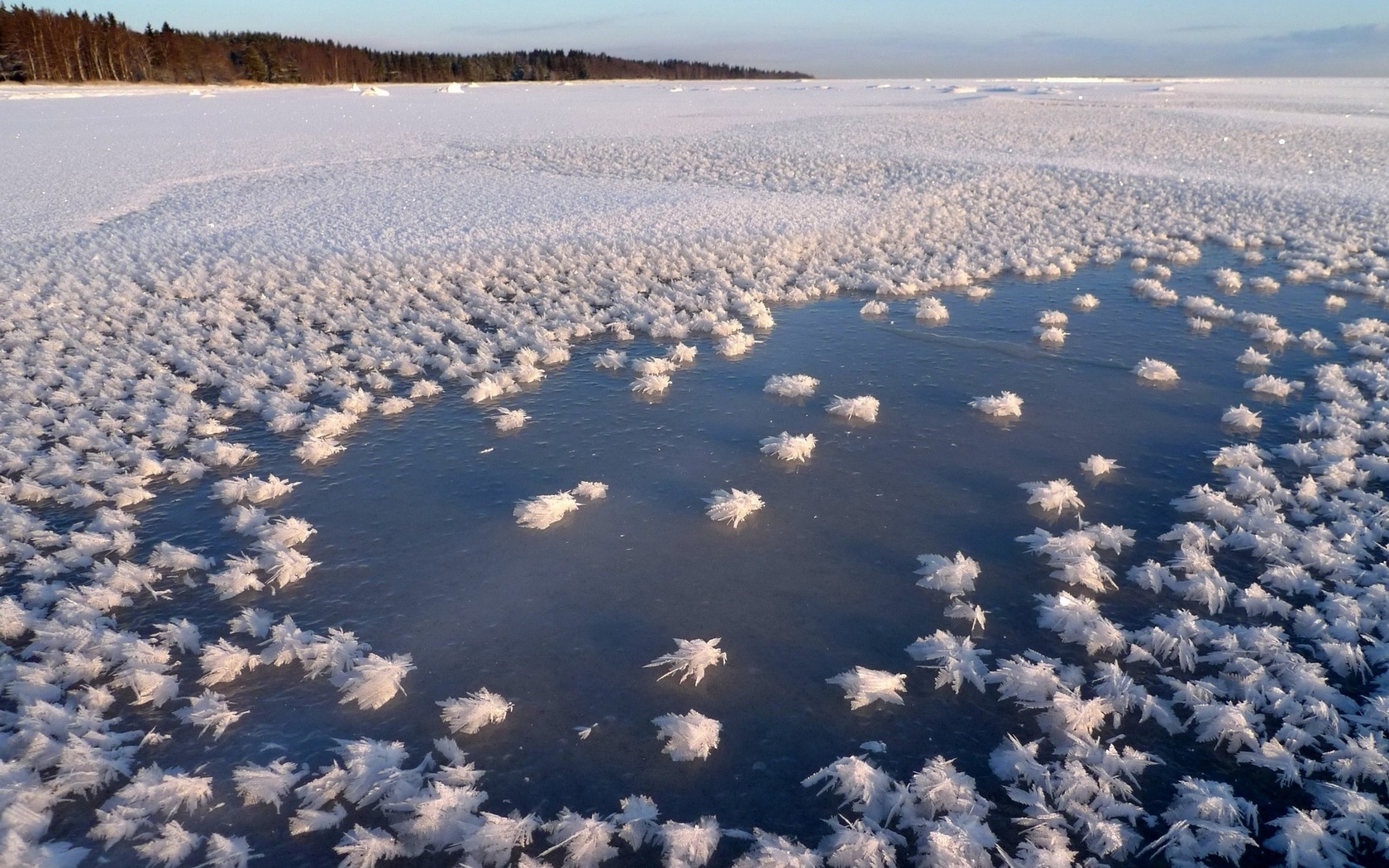 frozen, ice, tree, ocean, , , , , , , , , , , , 