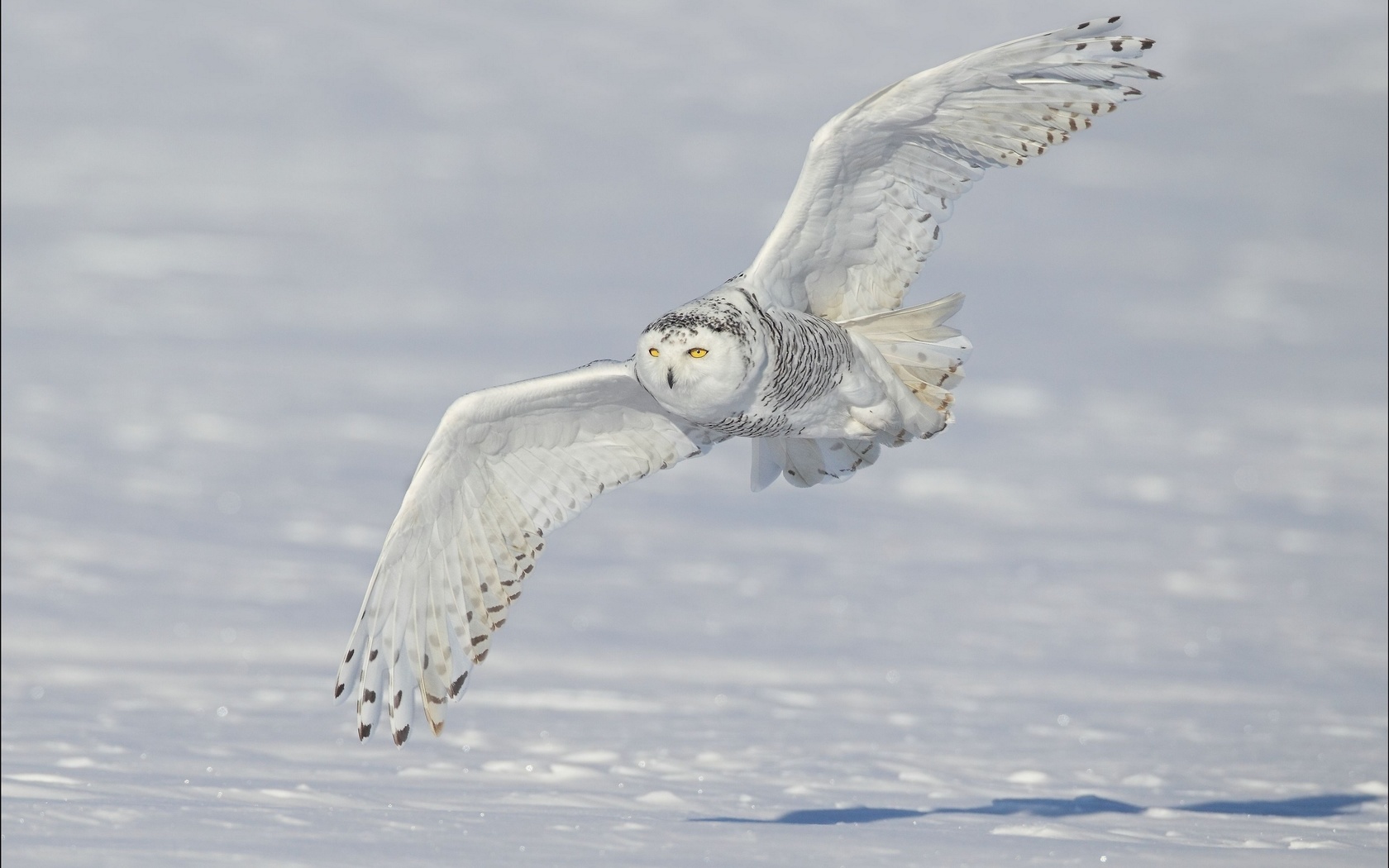 , , , , snowy, owl, , , sova,owl