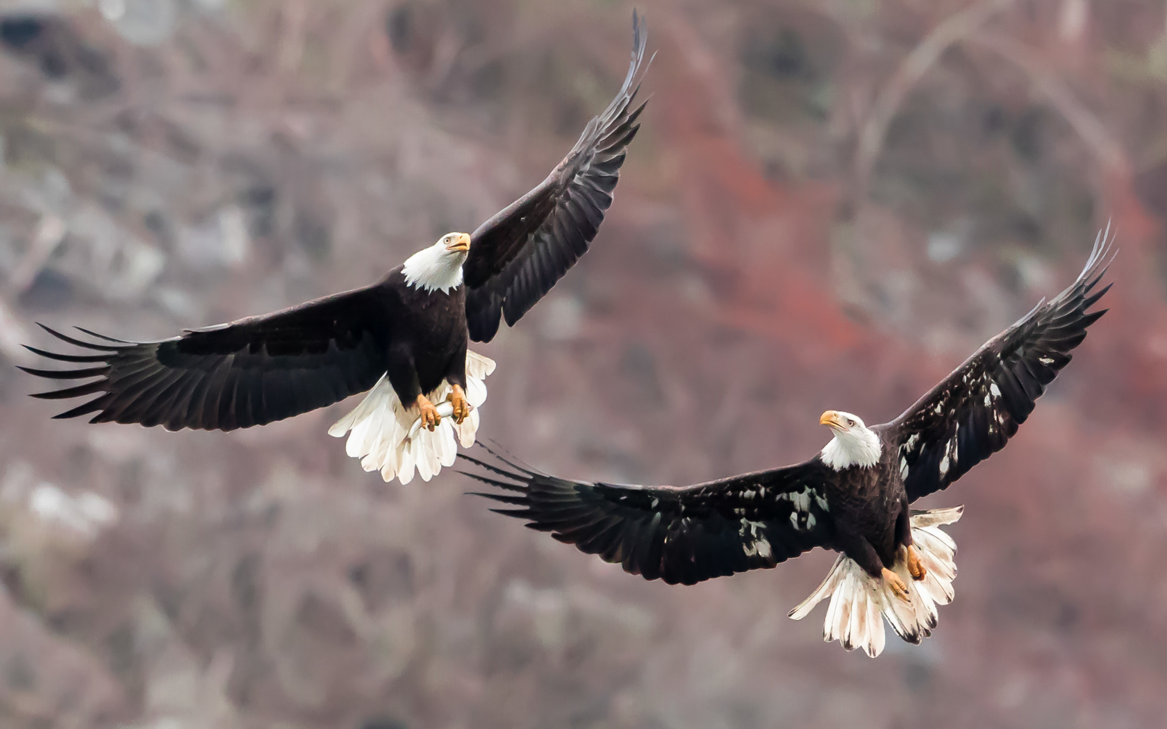 bald eagles, , , , , 