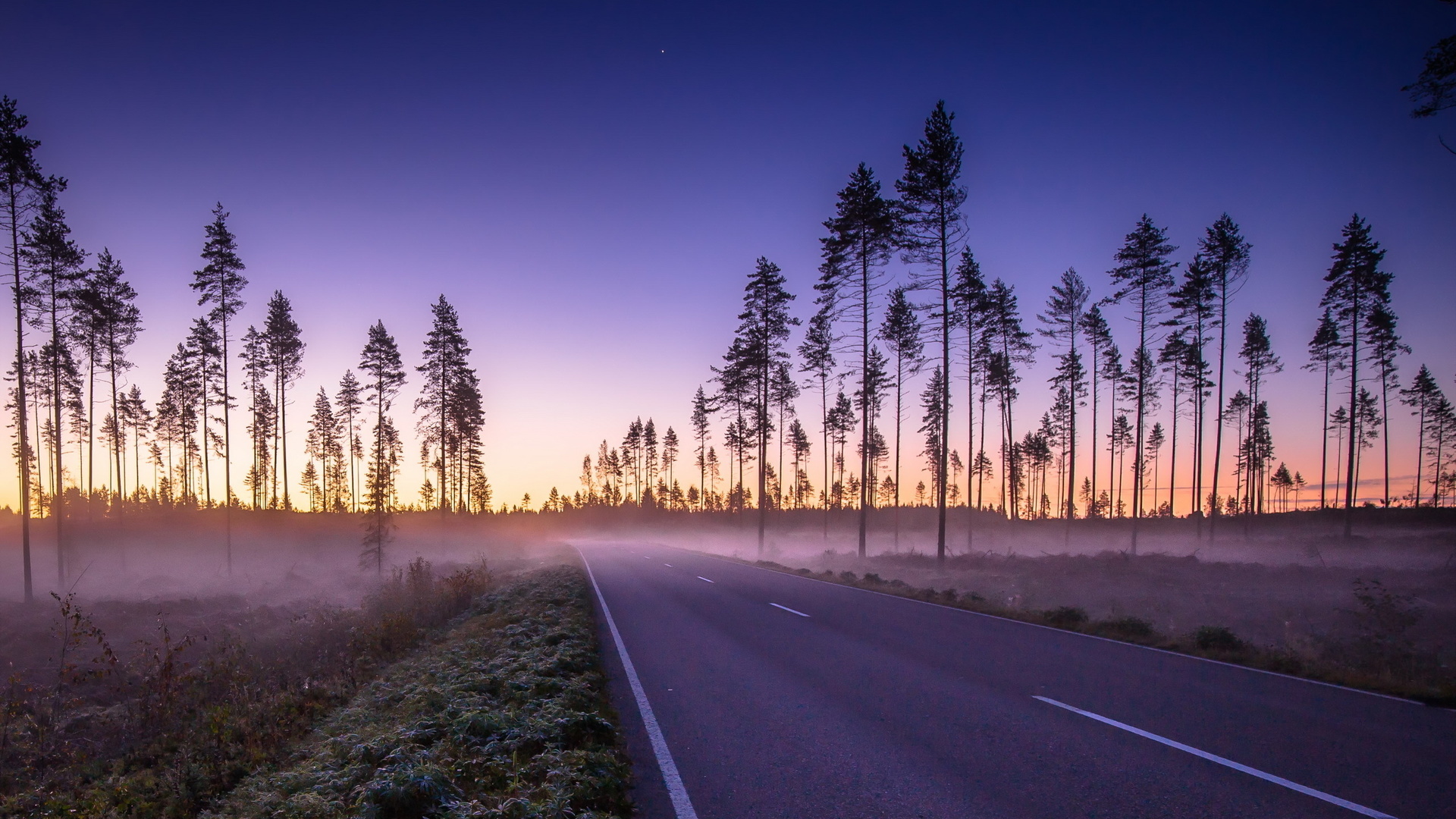 road, palm trees, mist, morning