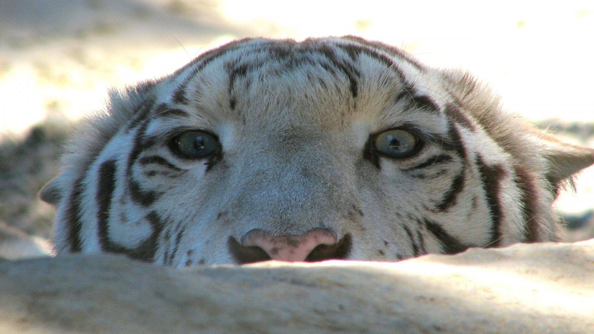 tiger, face, wild, eyes