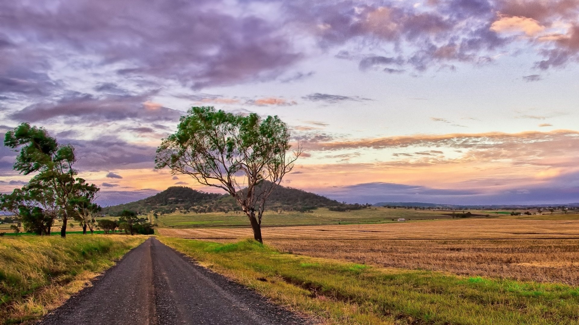 purple, path, tree, fields