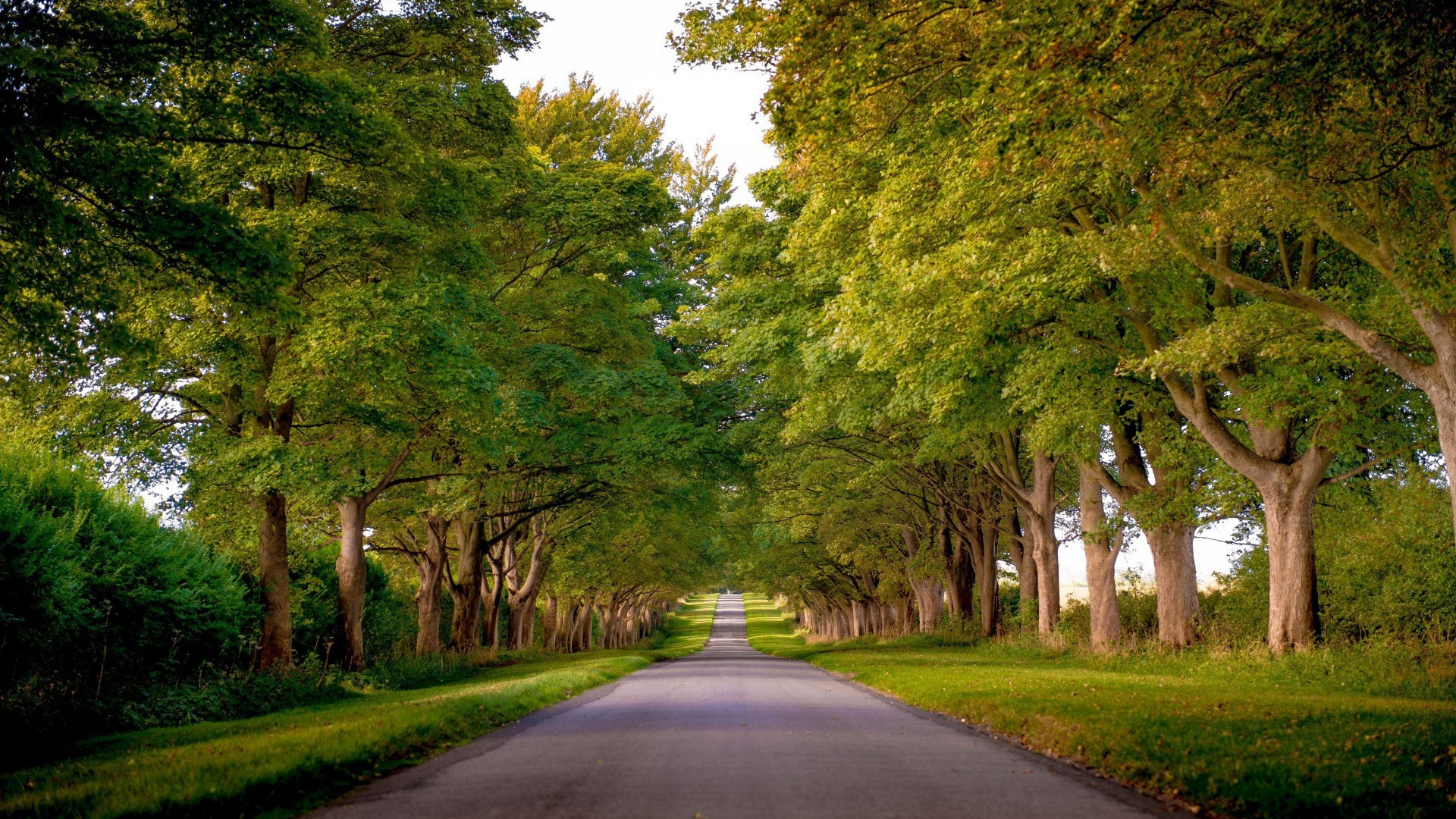 gren, road, tree, forest