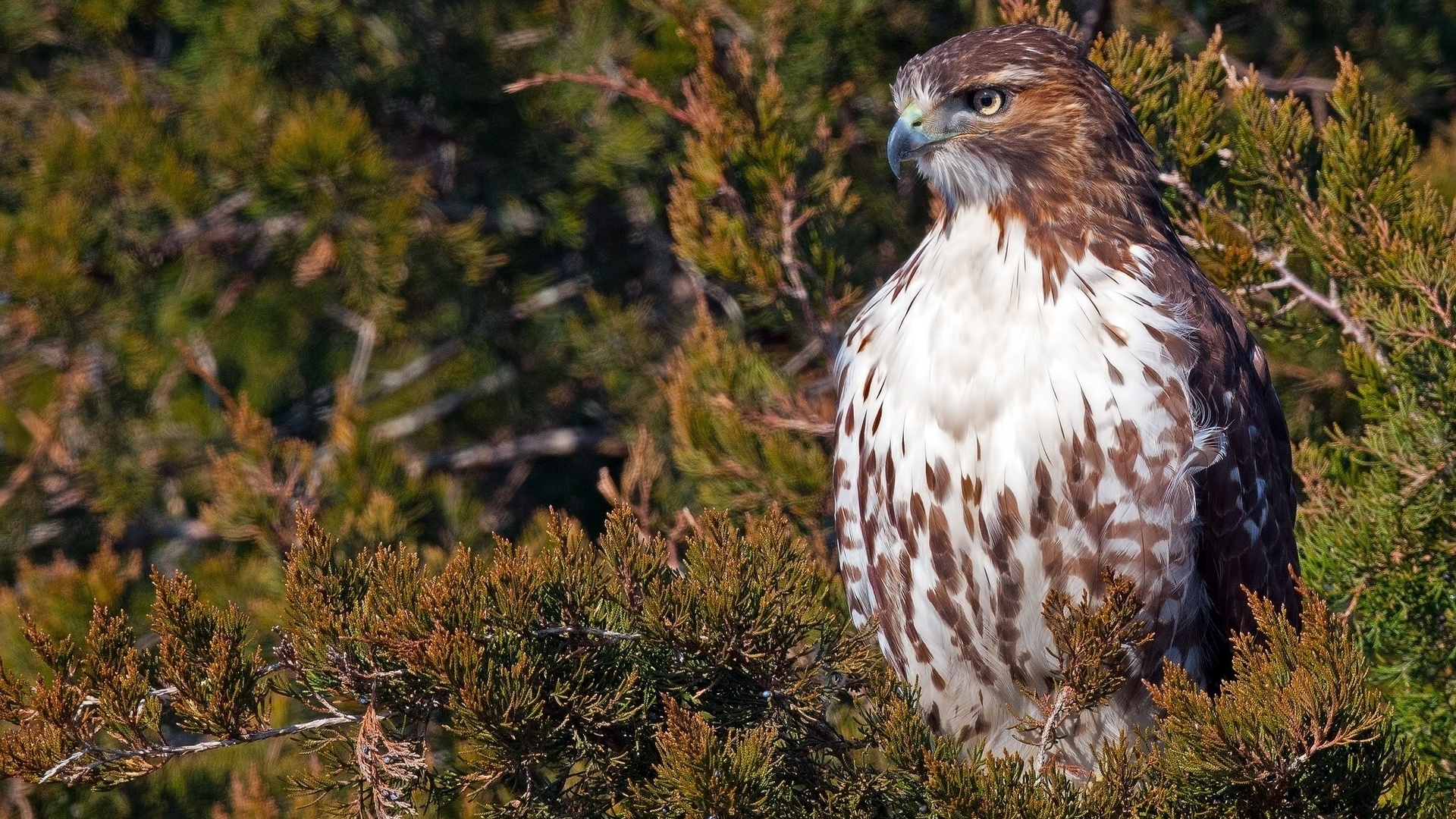 , , red-tailed, hawk, 