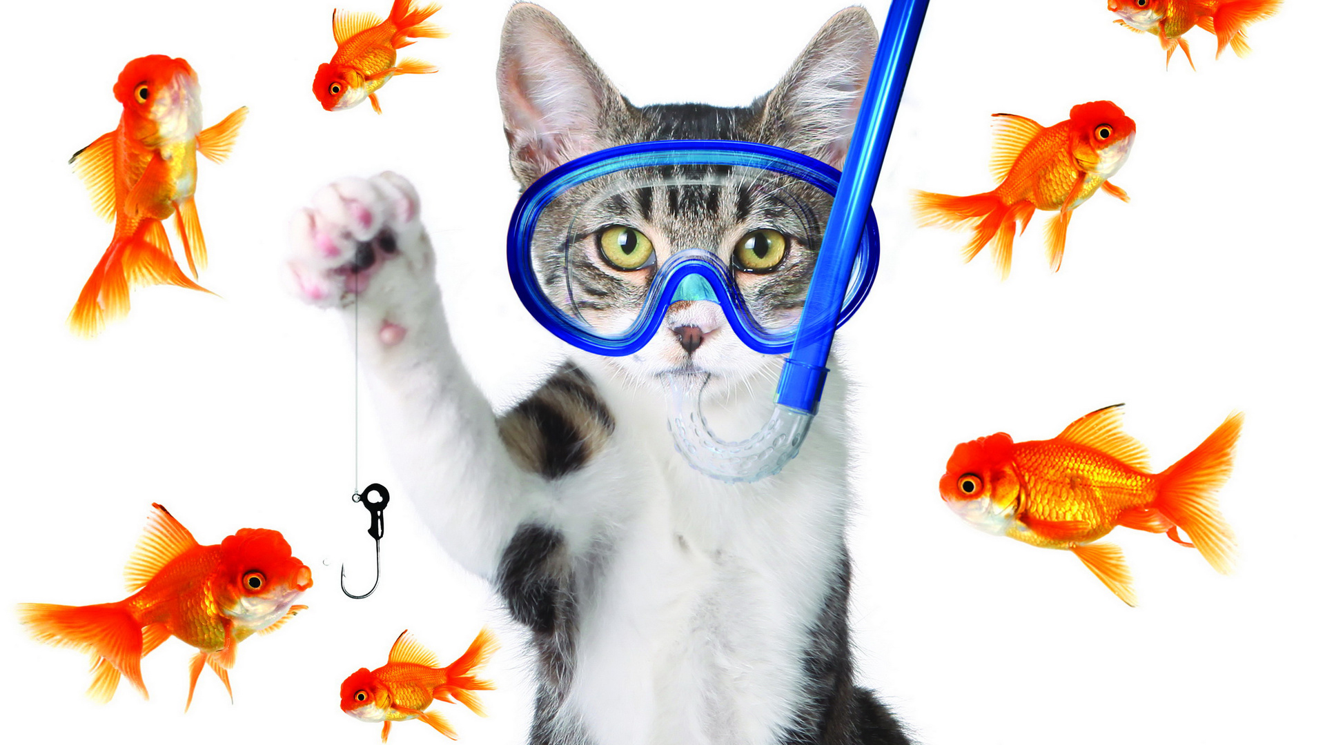 рыбка для кошки картинки для детей