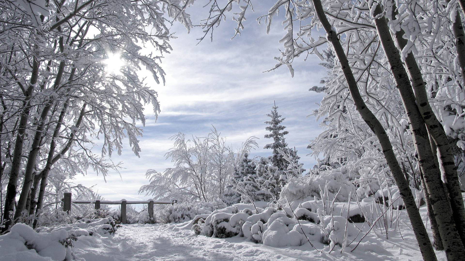 winter, trees, snow, cold, forest, , , , , , 