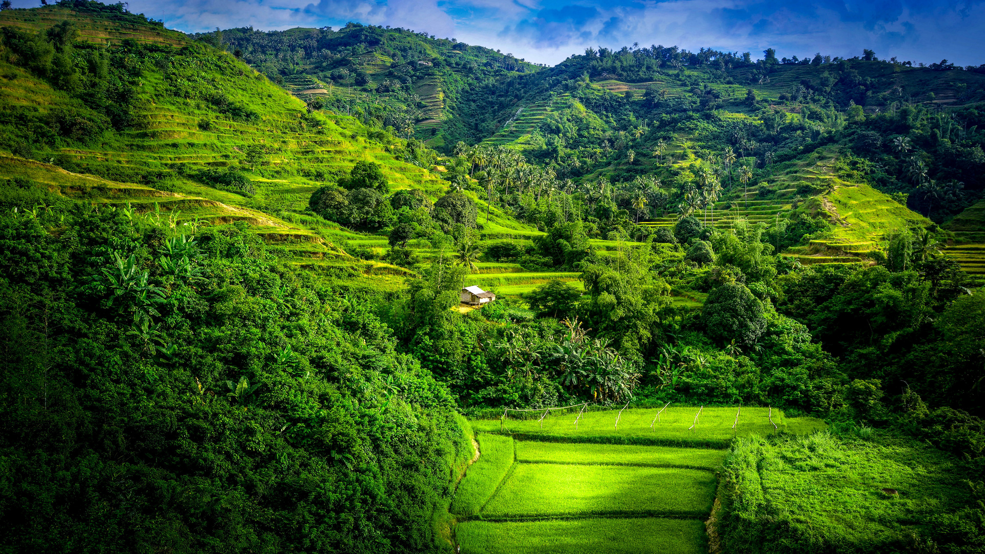 hills, trees, forest, green, natural