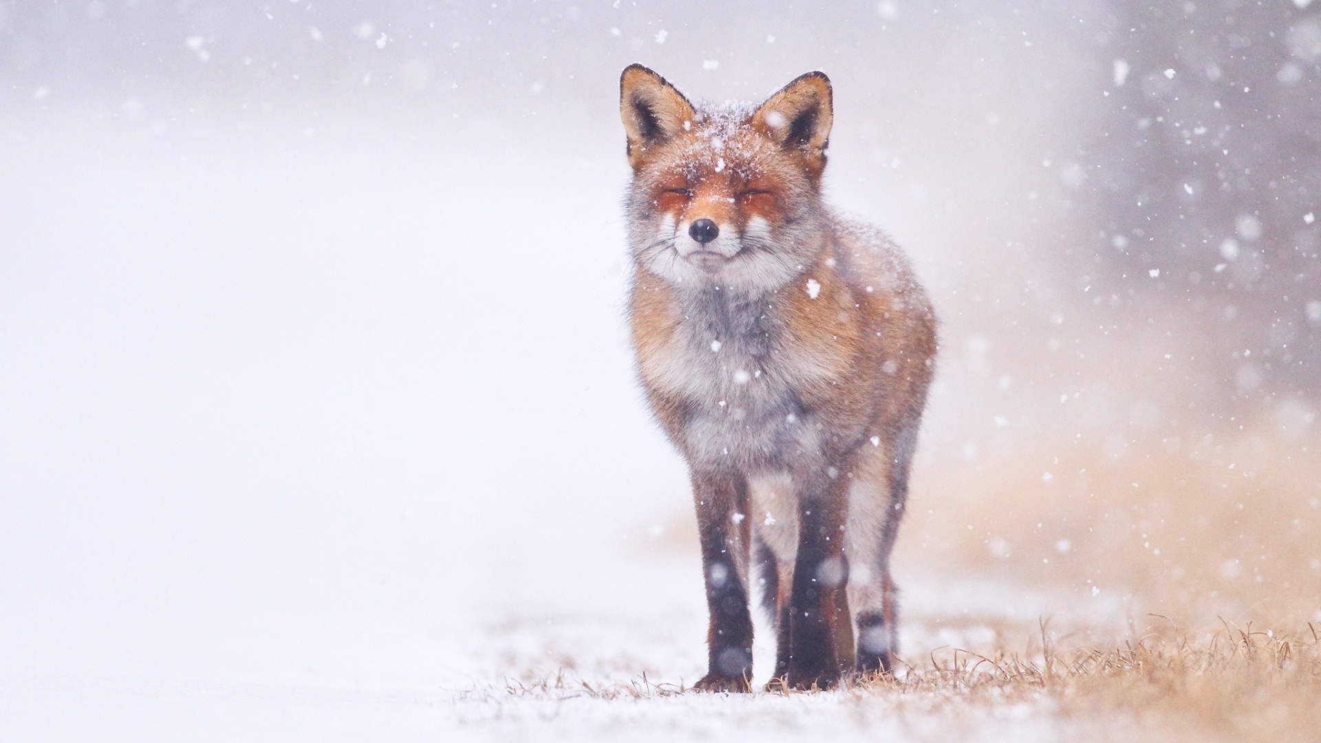 fox, snowing, winter, forest, snow