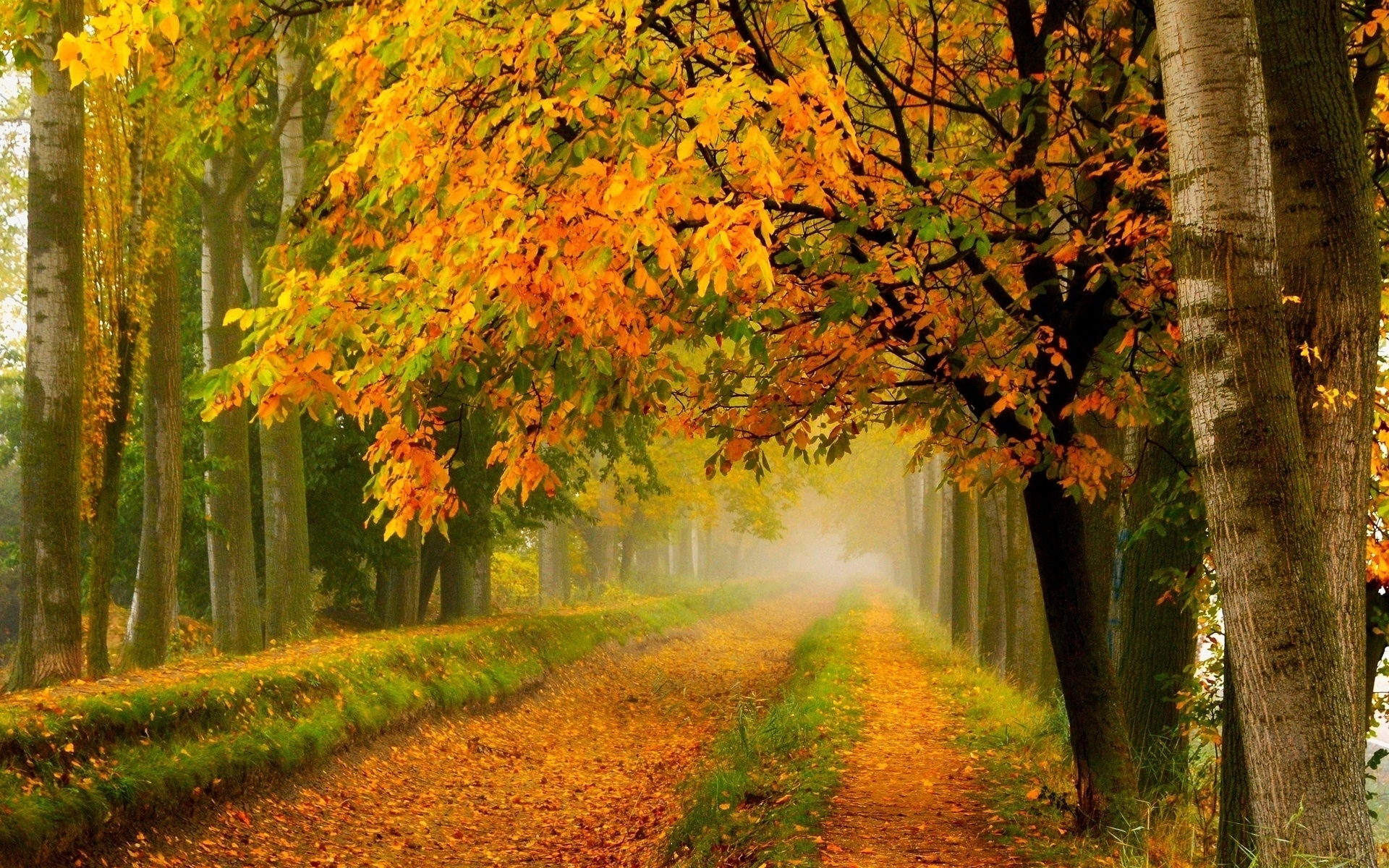 path, leaves, forest, tree, colors, 