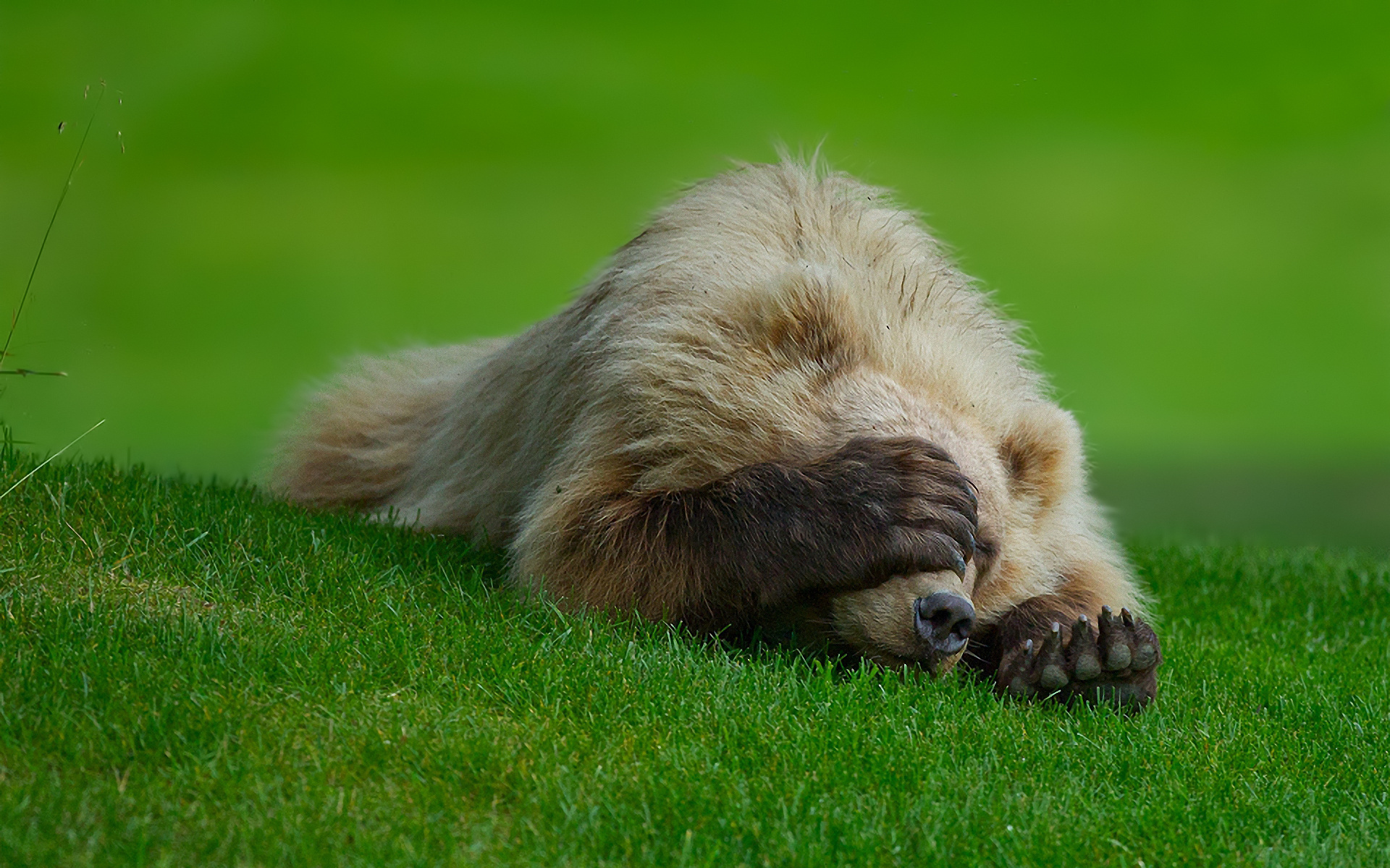 bear, claws, grass, playing