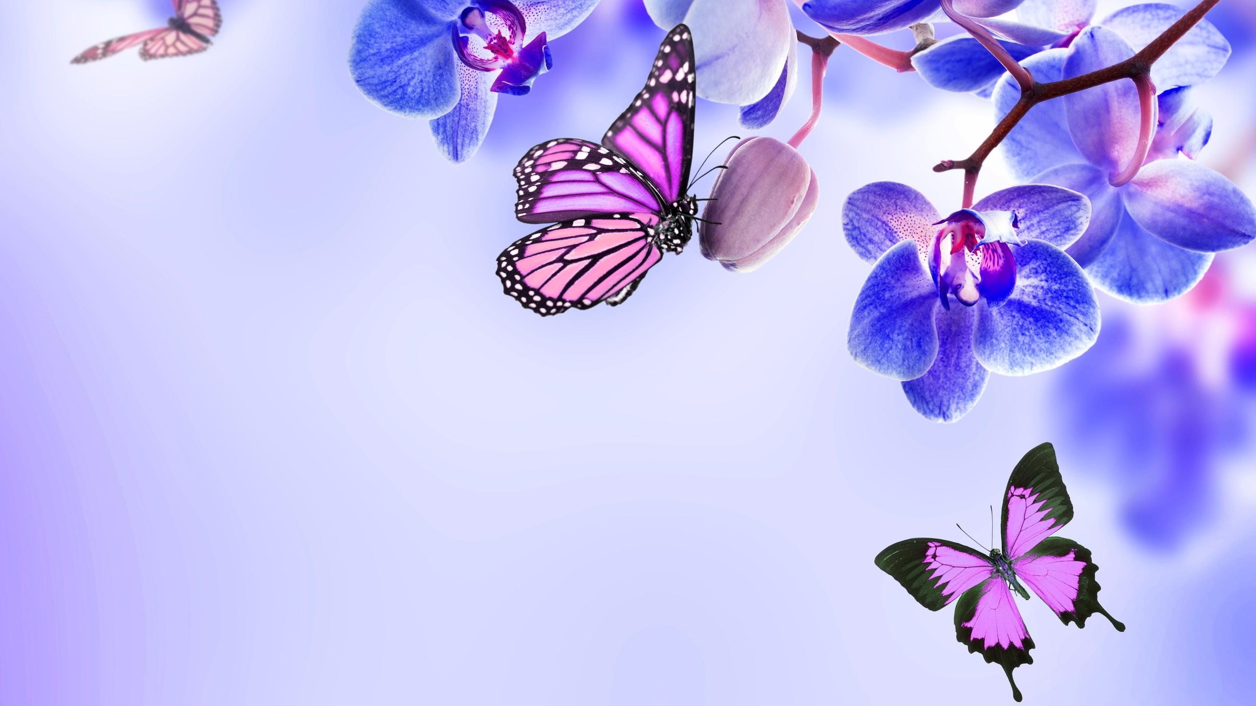 Характеристики картины «Бабочки на цветах весной»