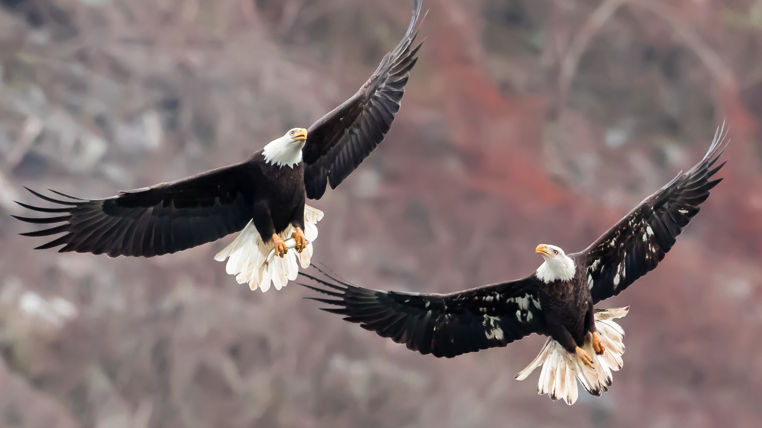 bald eagles, , , , , 