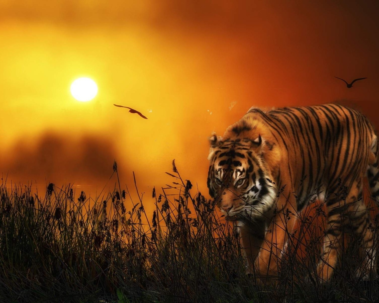 tiger, sunset, sky, wild