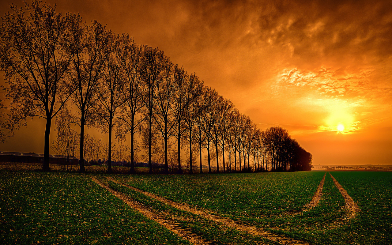 sunset, field, trees, sky