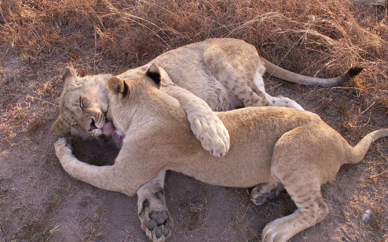 lions, cuddle, play ground