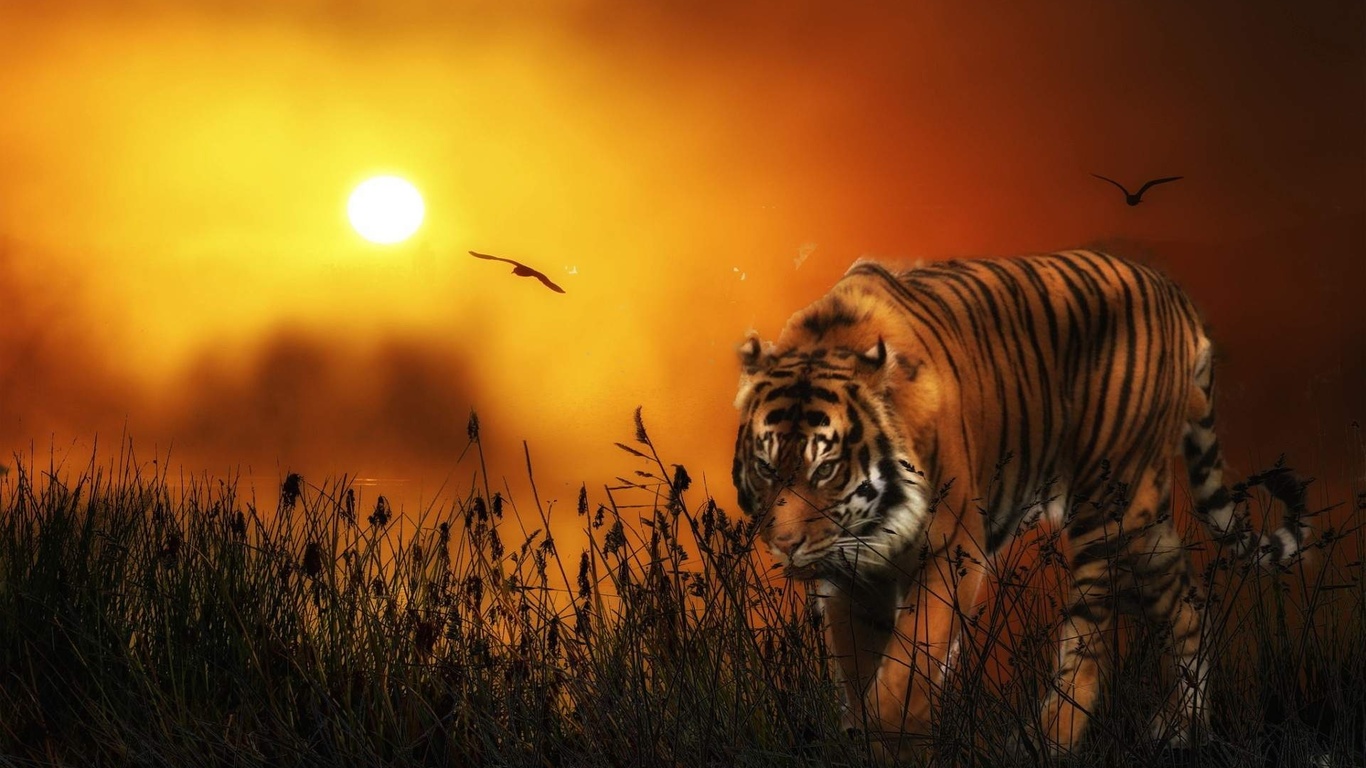 tiger, sunset, sky, wild