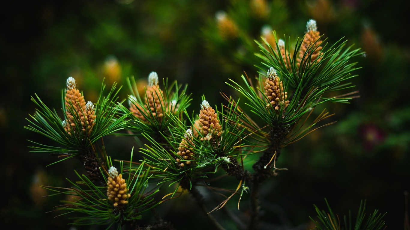 , pine needles, , 