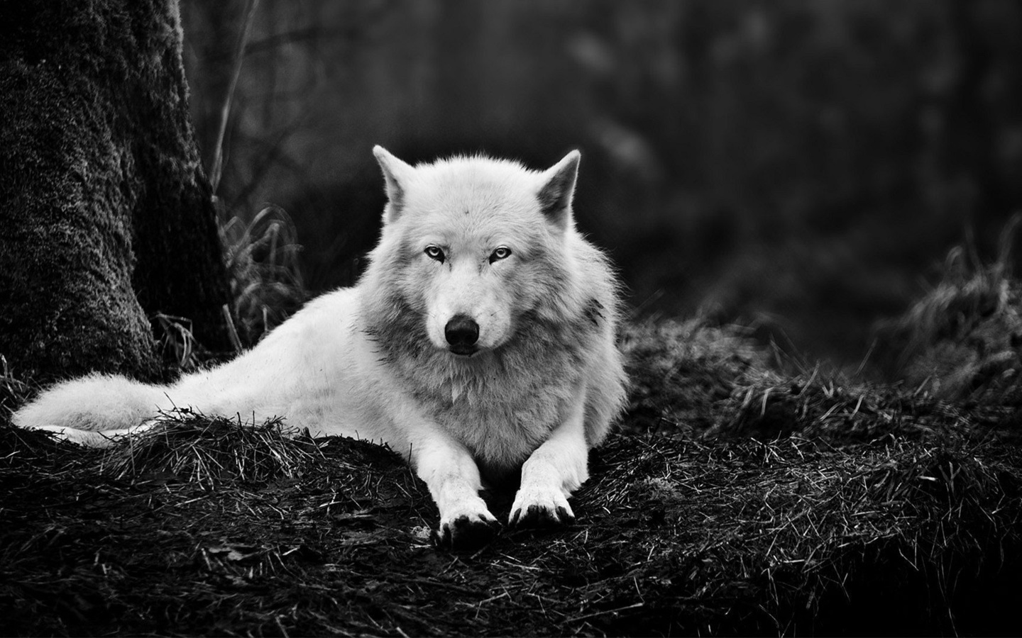 , wolf