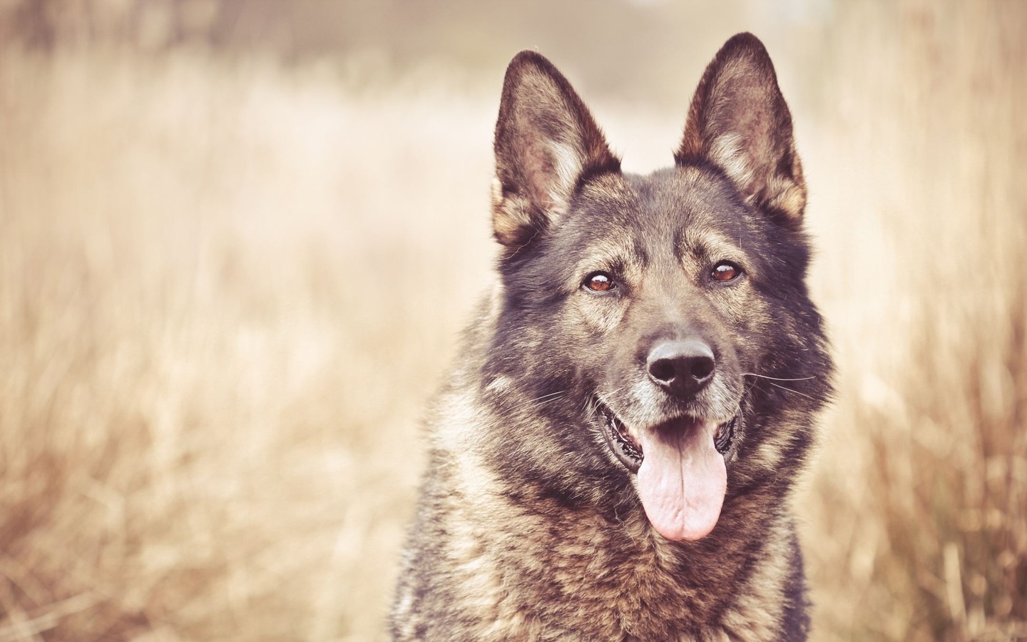 german shepherd puppy, dog, cute