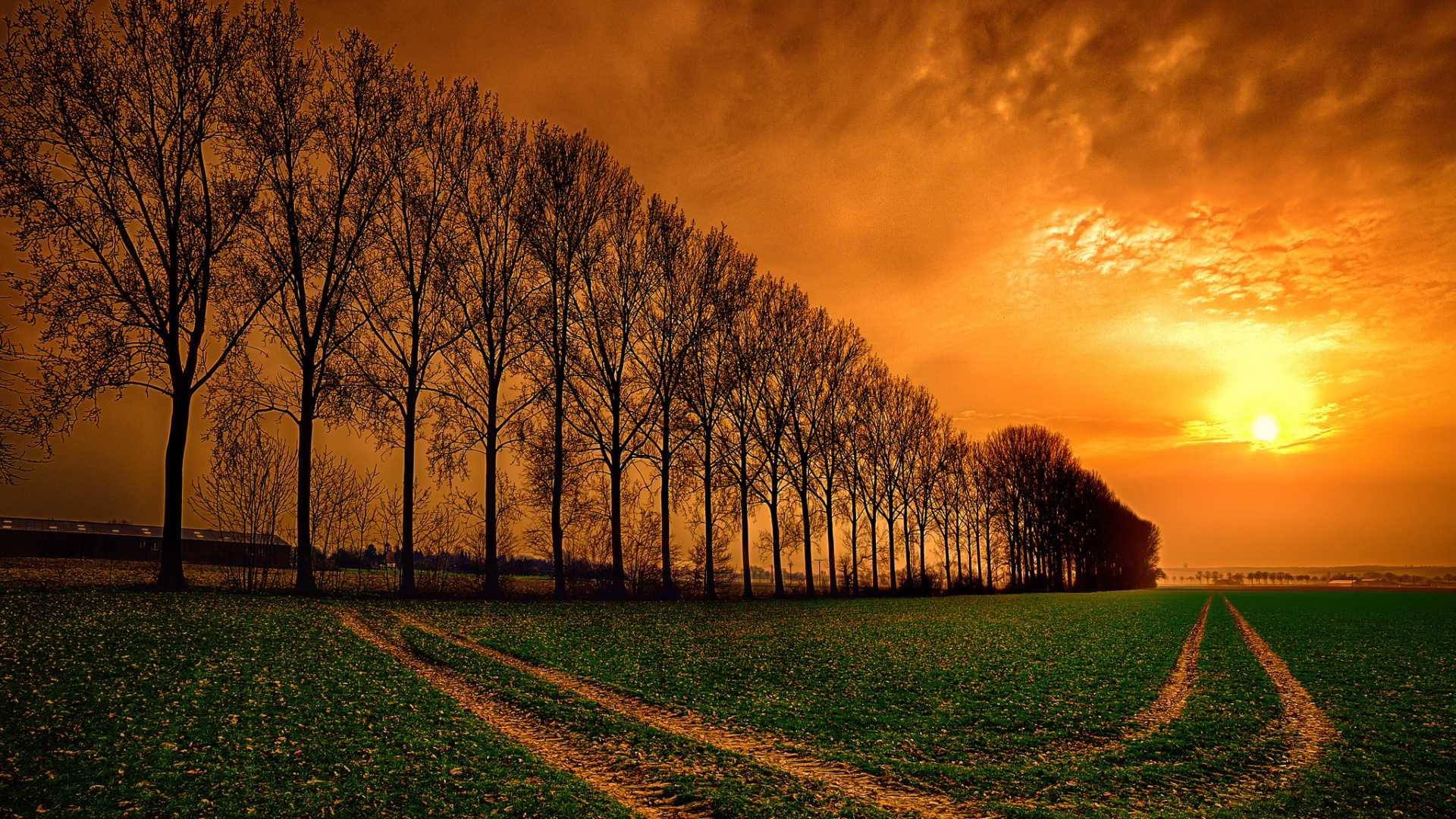 sunset, field, trees, sky