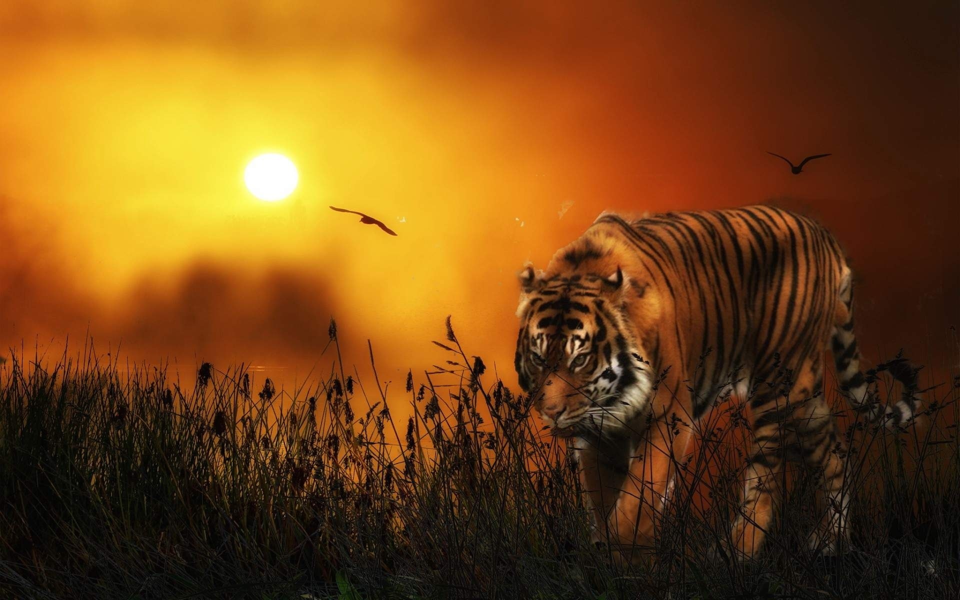 tiger, sunset, sky, wild