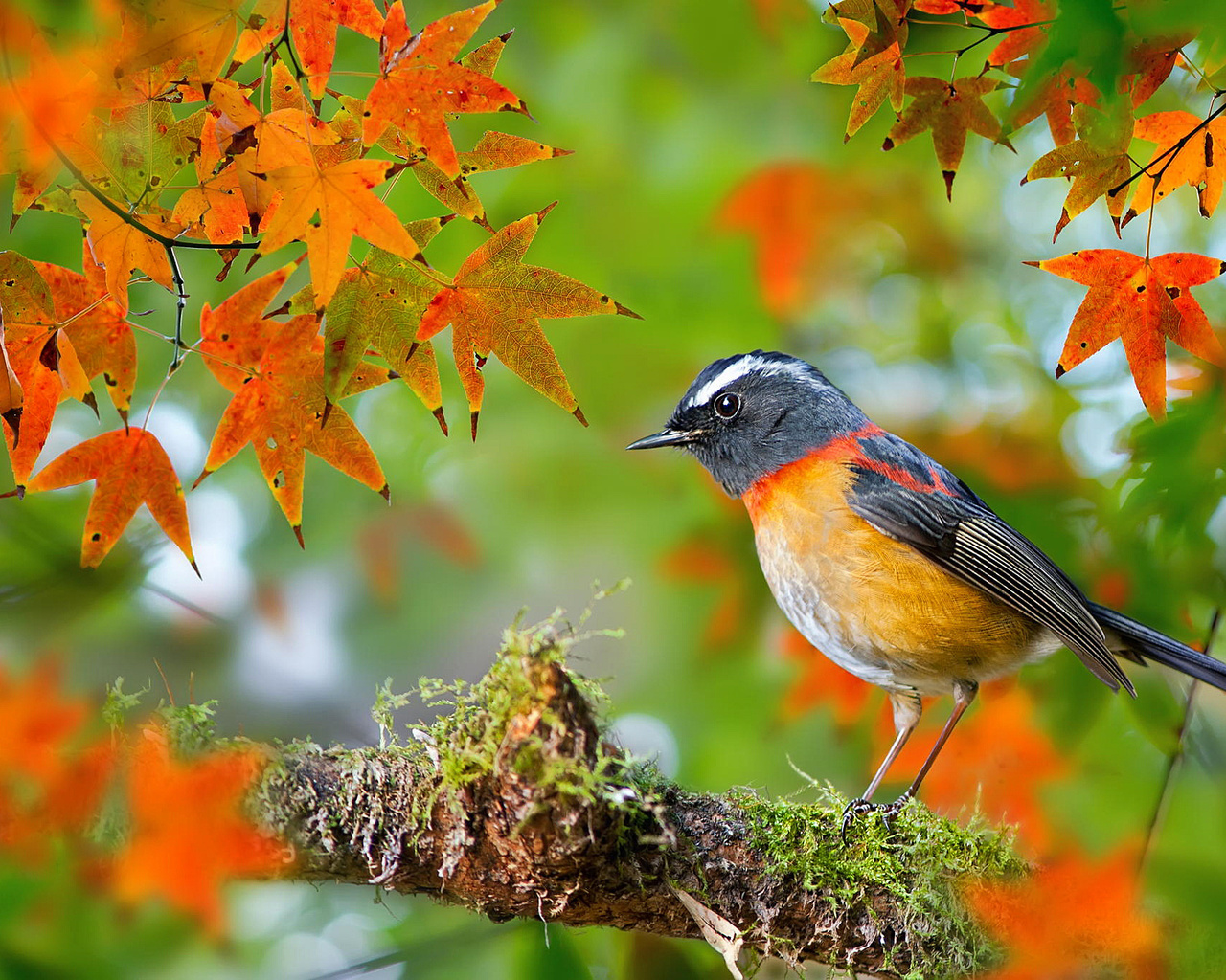  , , , collared bush-robin, , fuyi chen, , , 