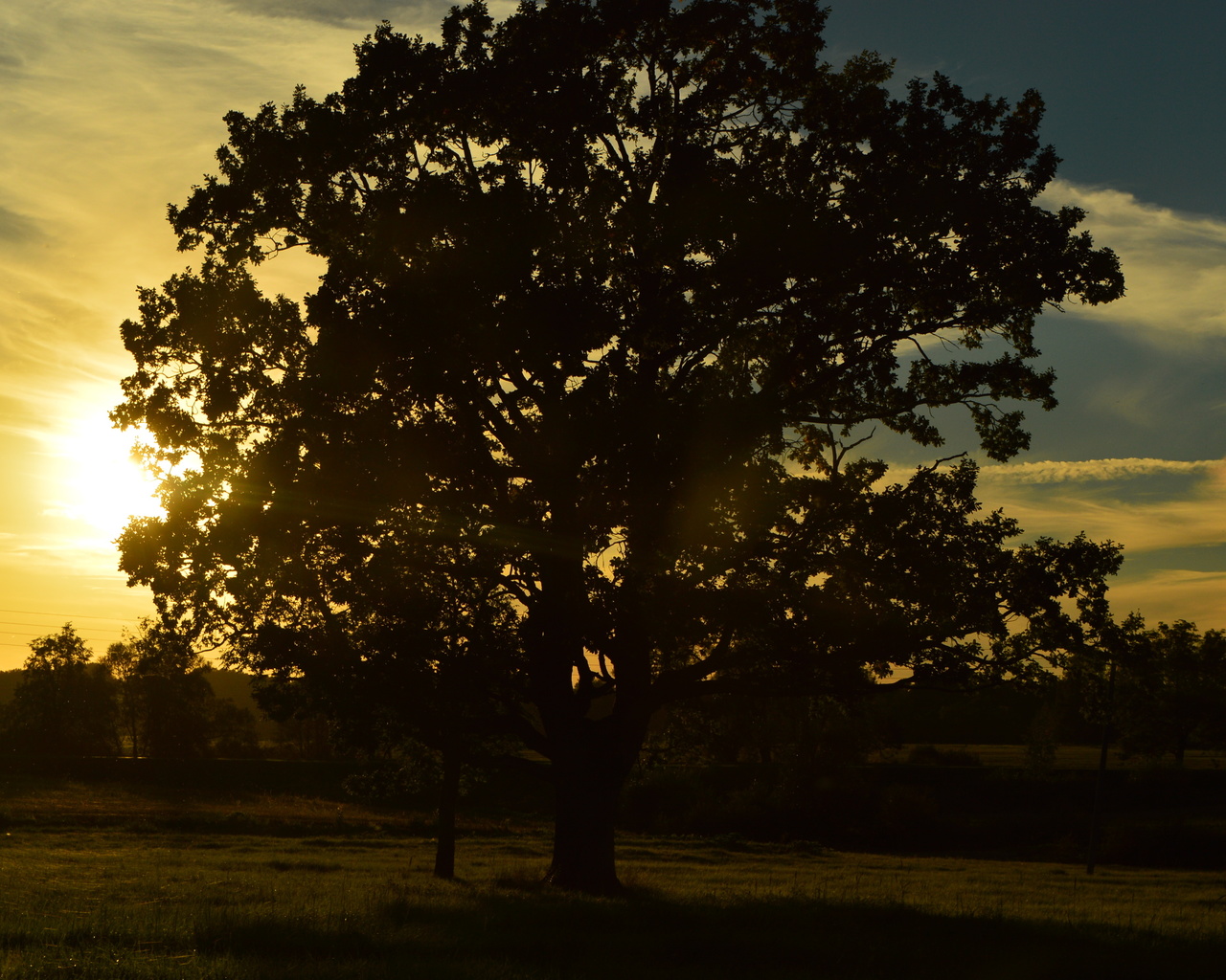 sunset, oak