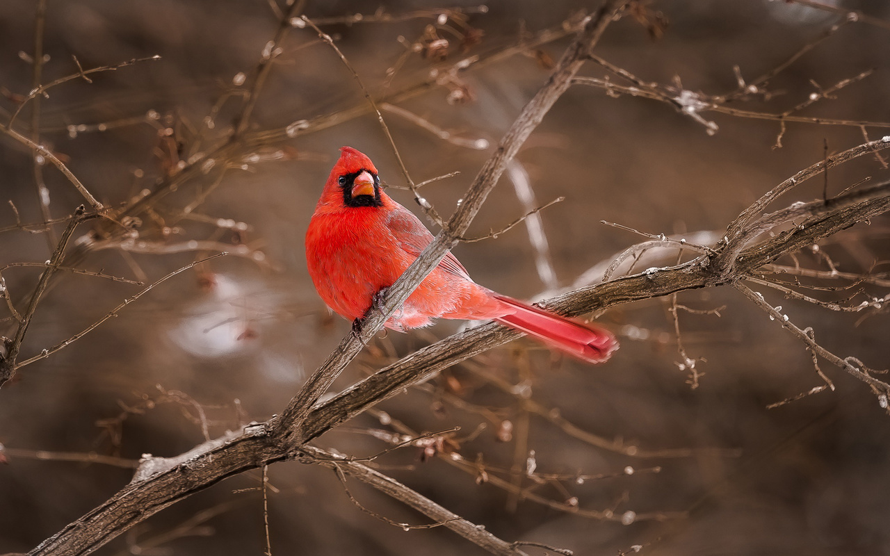 , northern, cardinal, , , 