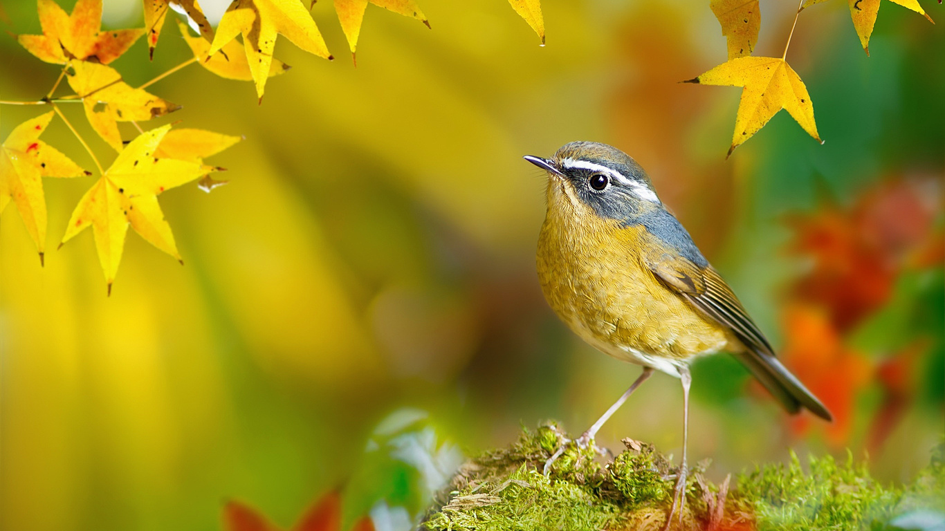  , , , white-browed bush-robin, , fuyi chen, , 