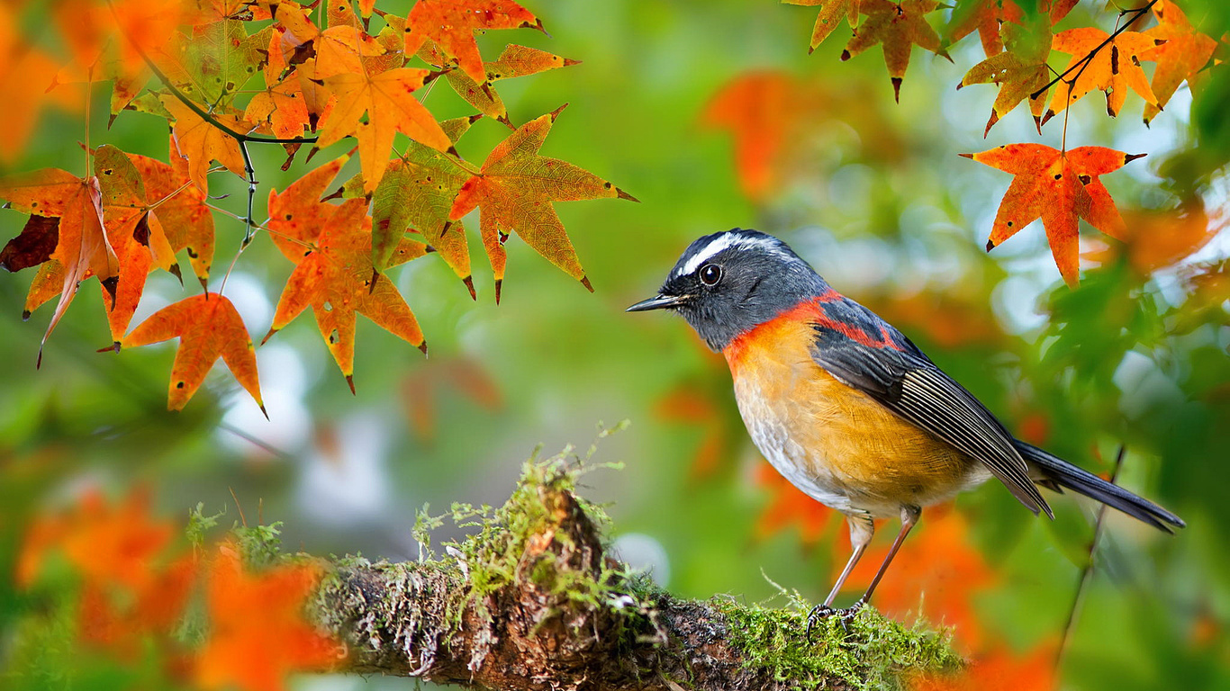  , , , collared bush-robin, , fuyi chen, , , 