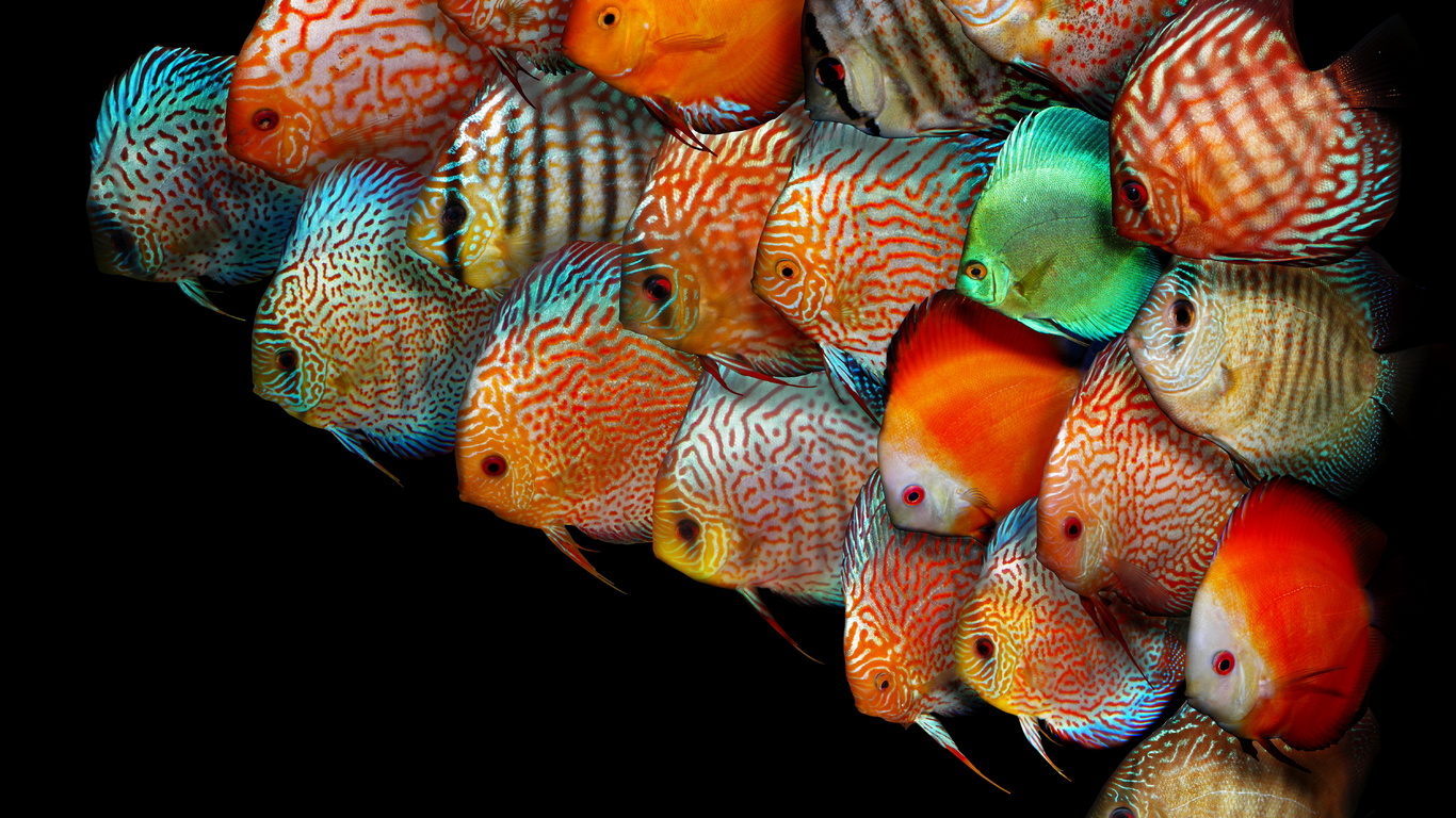  , , , discus fish