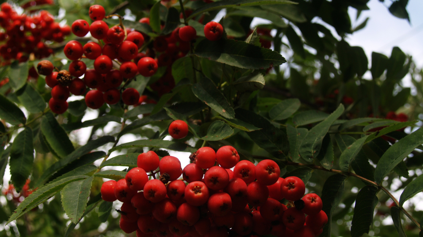 tree, berries, autumn