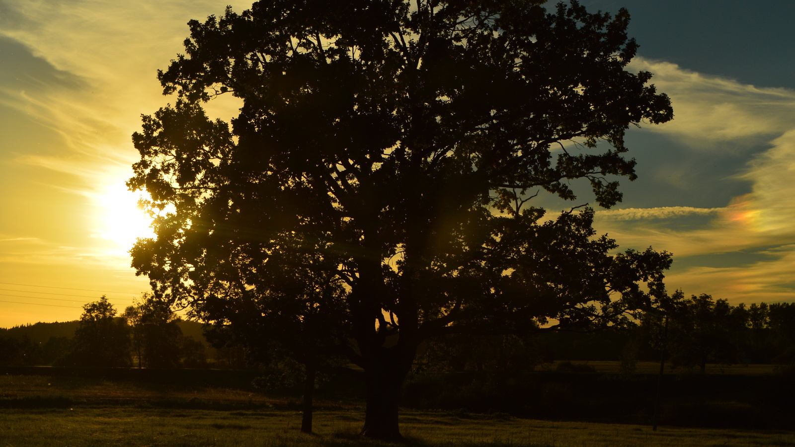 sunset, oak