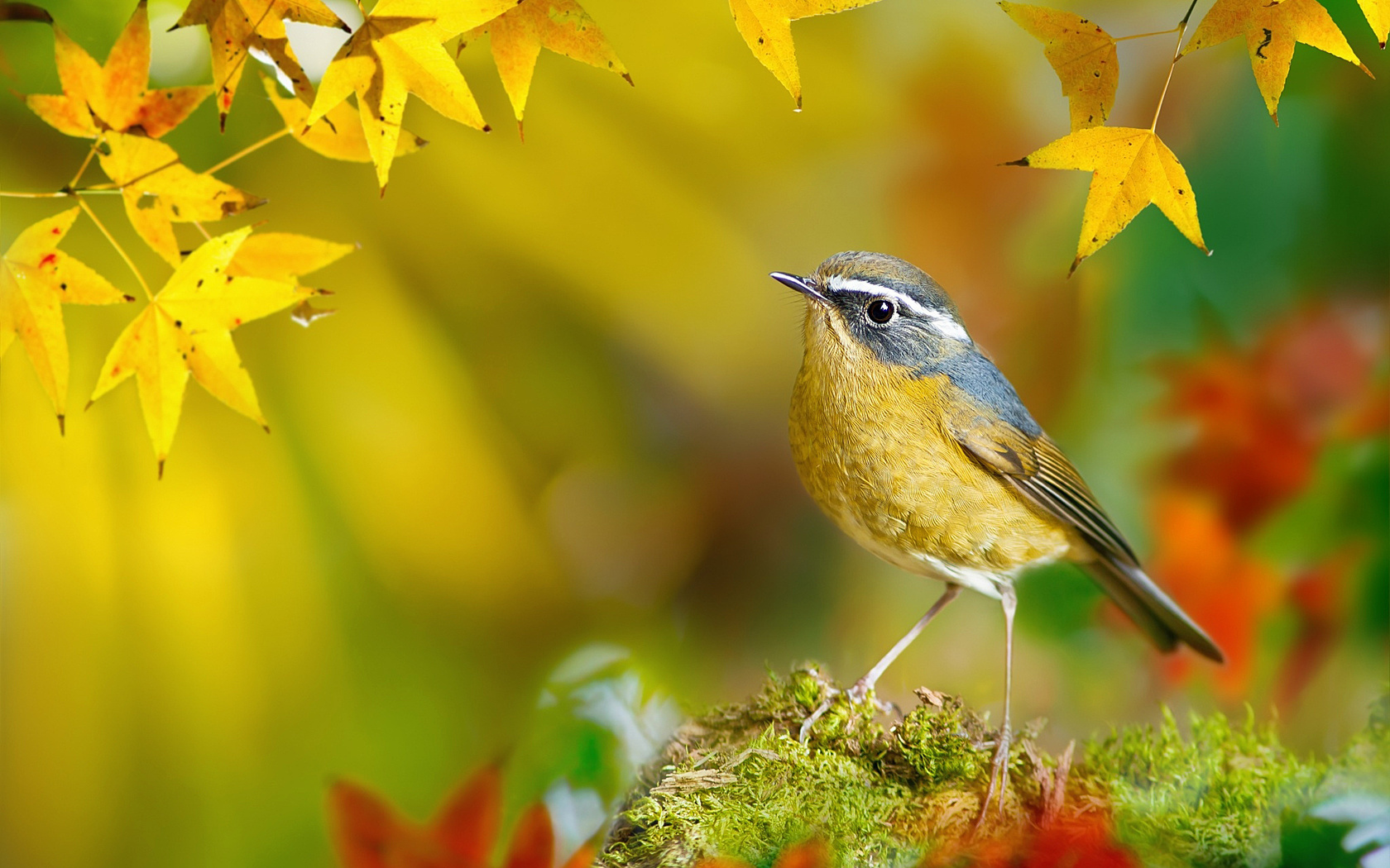  , , , white-browed bush-robin, , fuyi chen, , 