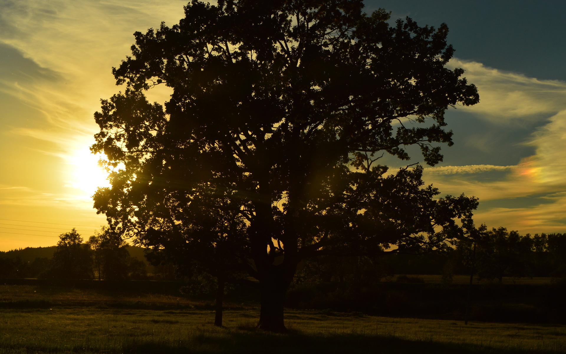 sunset, oak