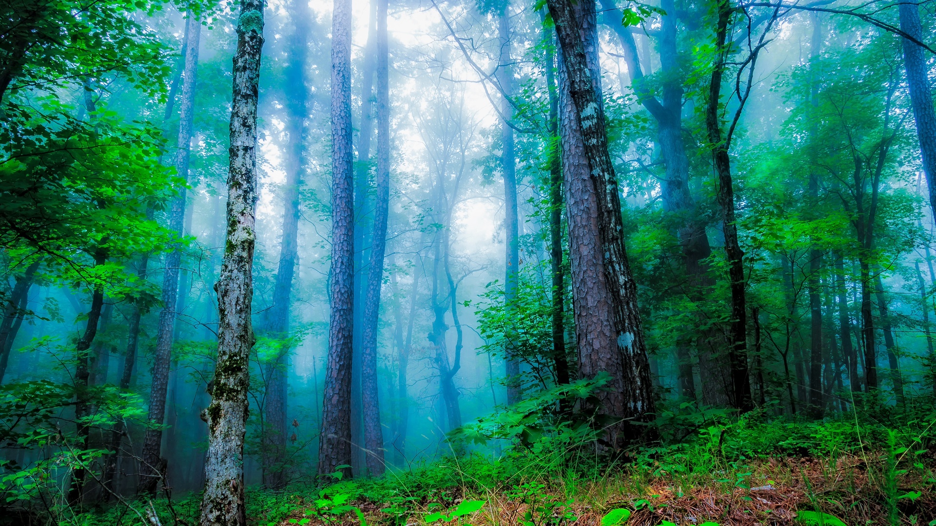 красивые фотографии леса