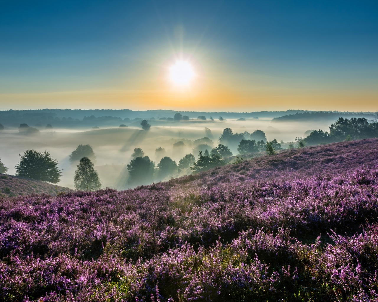 hoge veluwe, national park, gelderland, netherlands,  , --, , , , , , , 