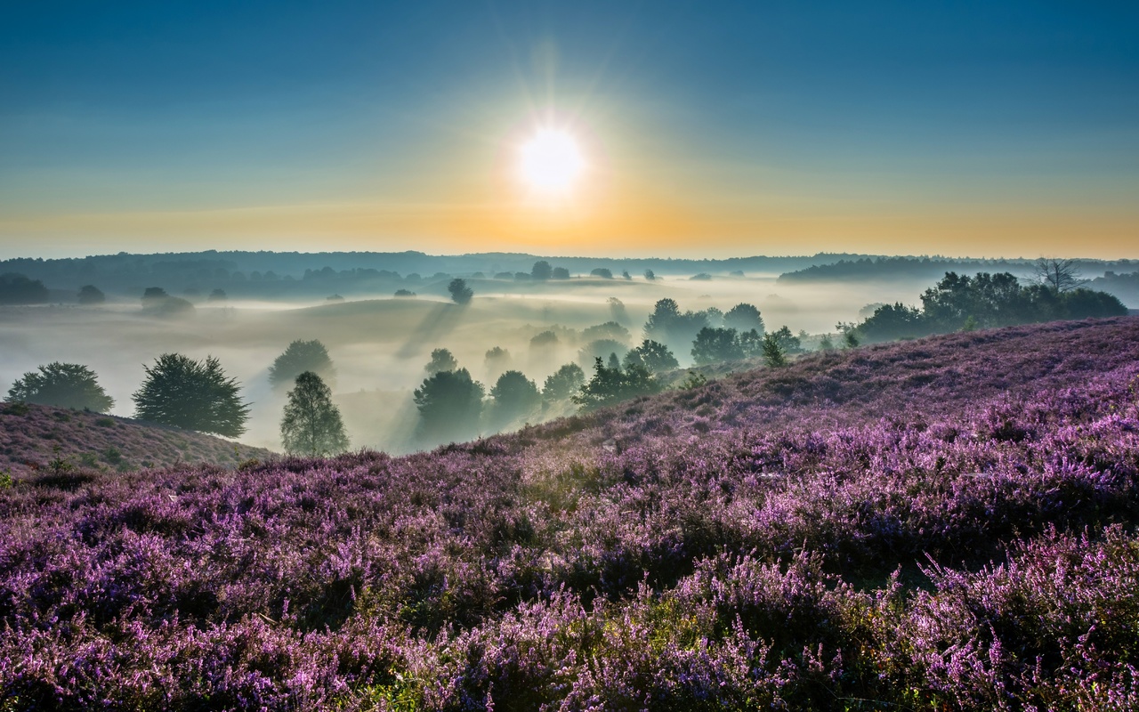 hoge veluwe, national park, gelderland, netherlands,  , --, , , , , , , 