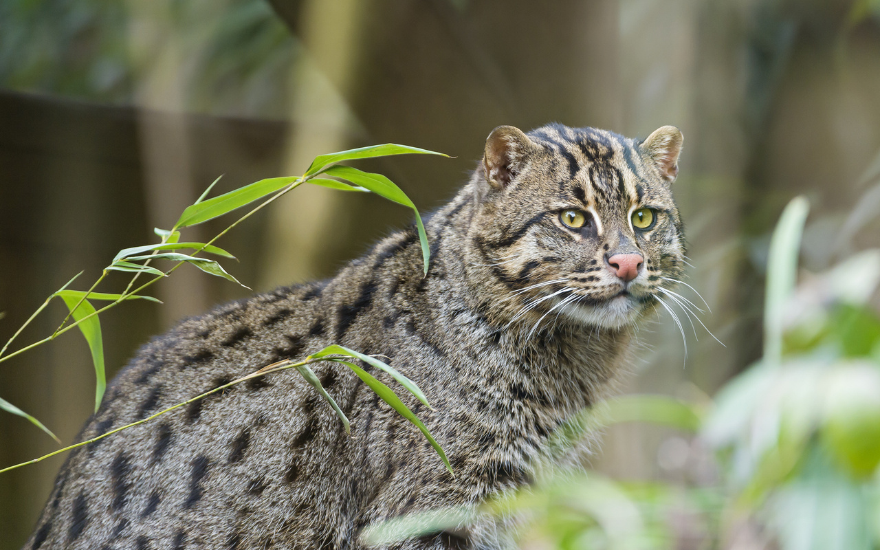 , fishing cat, ctambako the jaguar,  , , 